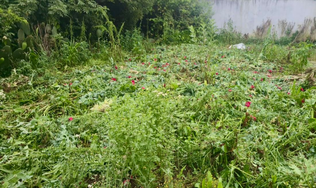 SSP asegura sembradío de amapola y marihuana en Atempan y Zoquitlán