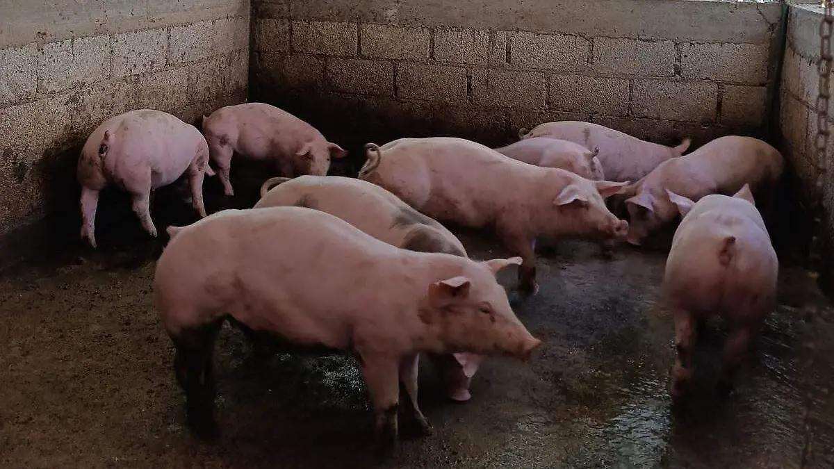 Huyen hombres armados con 200 lechones robados en Tepanco de López