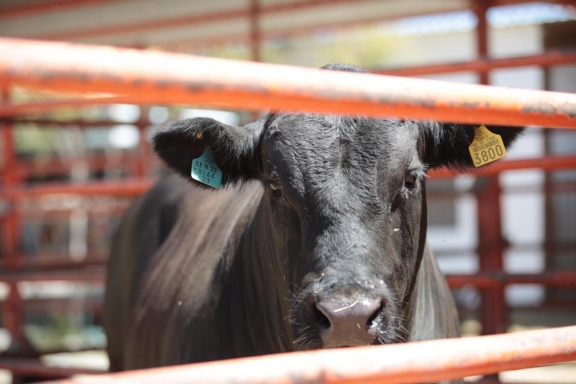 Detectan gusano barrenador en caballo, becerro y perro de Izúcar; refuerzan medidas preventivas