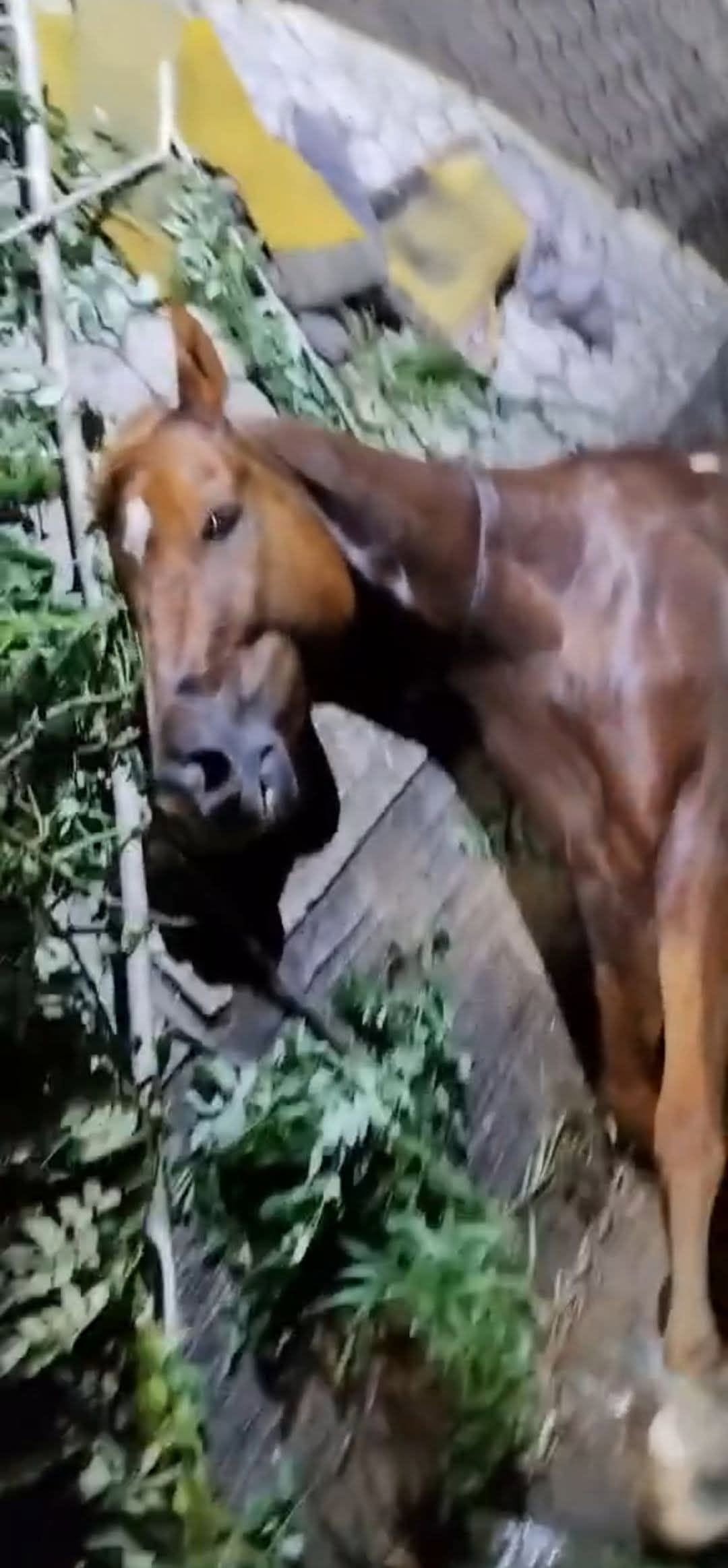 Muere caballo atropellado en Hueytamalco; jinete permanece grave