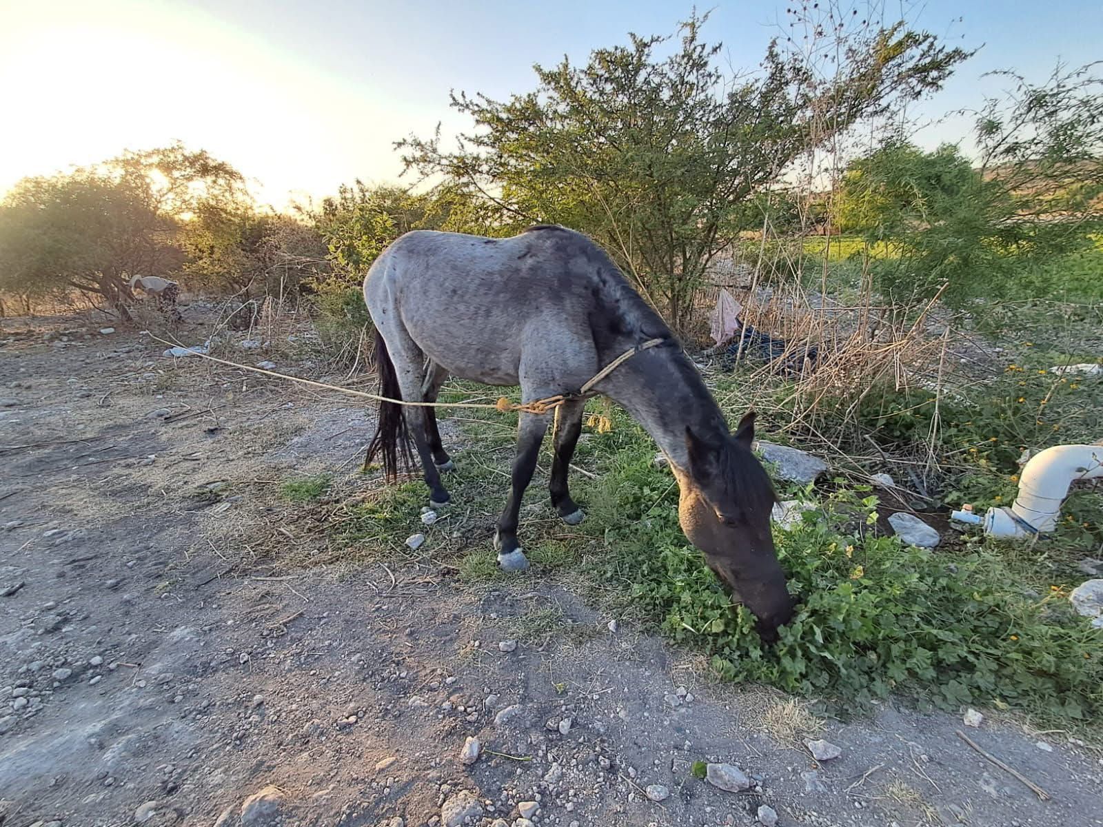 Ahora se roban caballos y bicicletas en la mixteca poblana