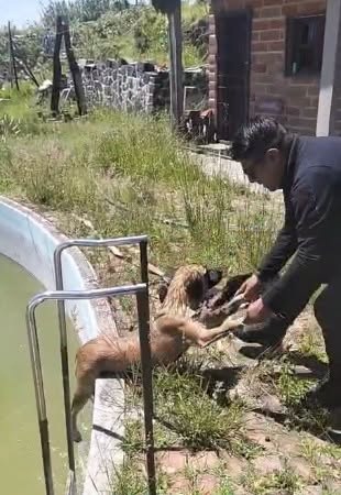 Policías rescatan a perro atrapado en un estanque de Coronango